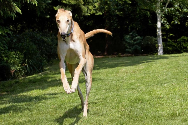 Where's the hare??!!
Anahtar kelimeler: Leaping Mr Laurel Play Playing Playtime Run Running Terrestrial Mammal Terrestrial Mammals Action Animal Animals Canine Canines Dog Dogs Greyhound greyhounds Jump Jumping Land Mammal Land Mammals Laurel Leap