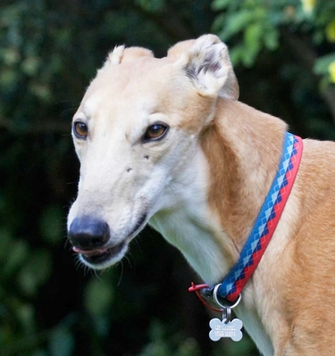 Wassup!!
Ključne besede: Animal Animals Canine Canines Dog Dogs Greyhound Greyhounds Land Mammal Land Mammals Laurel Mr Laurel Play Playing playtime Smile Smiling Terrestrial Mammal Terrestrial Mammals