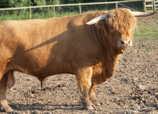 I am waiting ..............
Ключевые слова: Bull bulls Cattle Farm Farming Highland Highlands Horns Ross