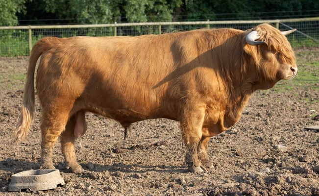 ......... for my next starring role
Keywords: Bull bulls Cattle Farm Farming Highland Highlands Horns Ross
