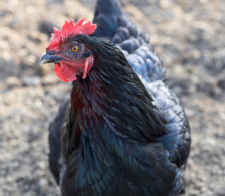 Jus' keeping my beady eye on things
Keywords: Black Rock Chicken Chickens Farm farming Poultry