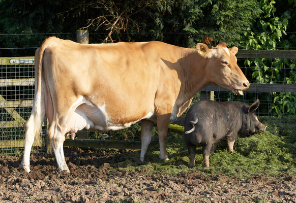 Chow down kid ........
Schlüsselwörter: Belinda Berkshire Berkshires Boar Boars Cattle Cow Cows Dairy Farm Farming grass Guernsey Milk Pig Pigs
