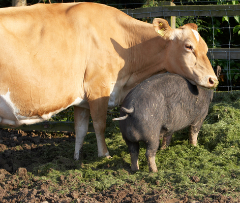 ........ while I give ..........
Ключевые слова: Belinda Berkshire Berkshires Boar Boars Cattle Cow Cows Dairy Farm Farming grass Guernsey Milk Pig Pigs