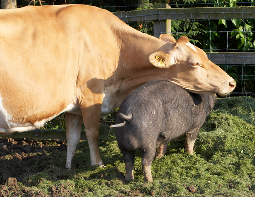 ........... you ..........
Keywords: Belinda Berkshire Berkshires Boar Boars Cattle Cow Cows Dairy Farm Farming Grass Guernsey Milk Pig Pigs
