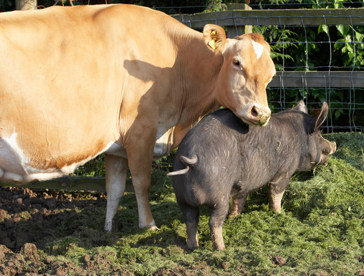 .......... and me ........
Keywords: Belinda Berkshire Berkshires Boar Boars Cattle Cow Cows Dairy Farm Farming grass Guernsey Milk Pig Pigs