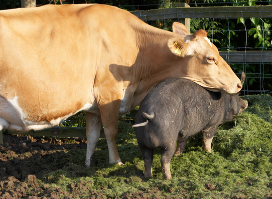 .......... a good .............
Schlüsselwörter: Belinda Berkshire Berkshires Boar Boars Cattle Cow Cows Dairy Farm Farming grass Guernsey Milk Pig Pigs