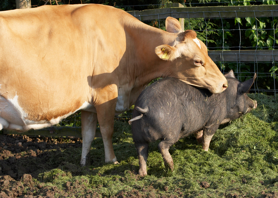 .......... rub ..............
Keywords: Belinda Berkshire Berkshires Boar Boars Cattle Cow Cows Dairy Farm Farming grass Guernsey Milk Pig Pigs