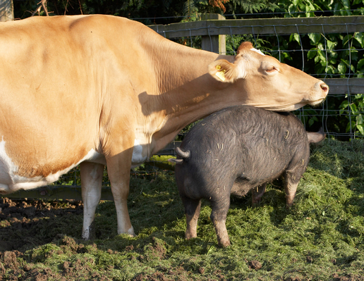 ......... and a streeeeeeeeeeeeetch
Ключевые слова: Belinda Berkshire Berkshires Boar Boars Cattle Cow Cows Dairy Farm Farming grass Guernsey Milk Pig Pigs