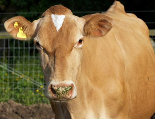.............. I'm watching you .............
Schlüsselwörter: Belinda Cattle Cow Cows Dairy Farm farming Guernsey Milk