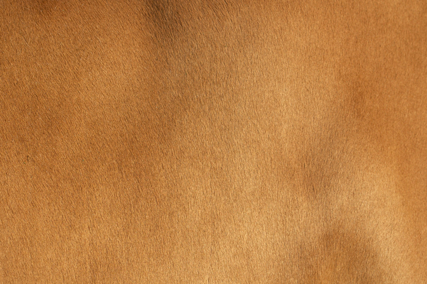 ........... coat .........
Anahtar kelimeler: Belinda Cattle Cow Cows Dairy Farm farming Guernsey Milk