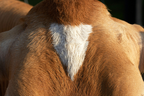 .............. and marking
Mots-clés: Belinda Cattle Cow Cows Dairy Farm farming Guernsey Milk