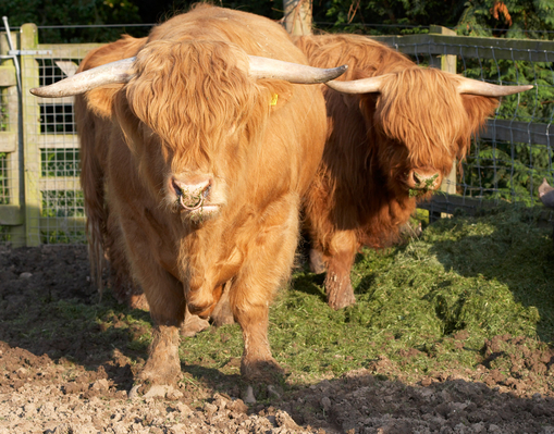 Yeah, she's always following me!!
Keywords: Ballymorah Bull Bulls Cattle Farm Farming Heifer Heifers Highland Highlands Horns Ross