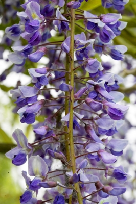 Wisteria Vine
Northern wall of Whitecroft.  I suspect we should have planted it on a southern wall.  It took a long time to start blooming, but now when it's spring and early summer, it's gorgeous.
Klíčová slova: Agriculture Flora Flower Flowers Garden Gardening Gardens Hanging Purple Summer Vine Vines Whitecroft Wisteria