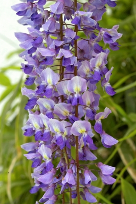Wisteria Blossoms at Whitecroft
Schlüsselwörter: Agriculture Flora Flower Flowers Garden Gardening Gardens Hanging Purple Summer Vine Vines Whitecroft Wisteria