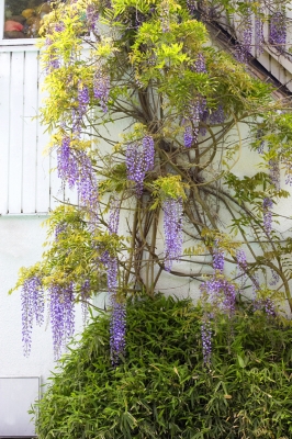 Wisteria Vine at Whitecroft
On our bedroom wall, overlooking the outdoor swimming pool.
Palabras clave: Agriculture Flora Flower Flowers Garden Gardening Gardens Hanging Purple Summer Vine Vines Whitecroft Wisteria