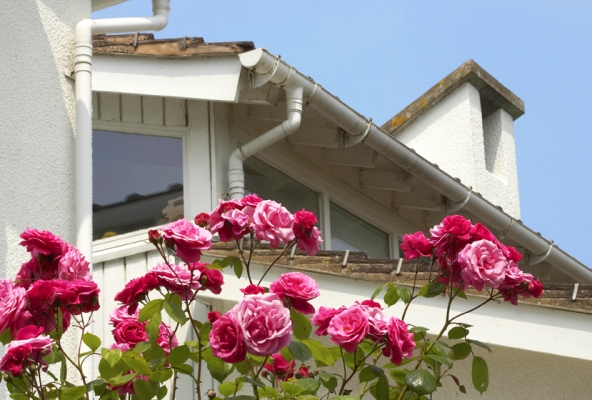 Roses and Summer
These roses are right outside our kitchen window and bloom almost year-round.  The chimney for our back lounge is in the background.
Λέξεις-κλειδιά: Chimney Flower Flowers Plant Plants Rose Roses Sky Summer Whitecroft