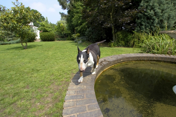Tapa Having a Prowl
Tapa enjoying the summer on the fountain in the Whitecroft lawn.
Ключові слова: English Bull Terrier Garden Gardening Gardens Grass Lawn Lawns Summer Sunshine Tapa Whitecroft