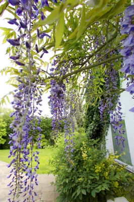 Wisteria Blossoms
Keywords: Agriculture Flora Flower Flowers Garden Gardening Gardens Hanging Purple Summer Vine Vines Whitecroft Wisteria