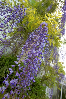 Wisteria Blossoms
Avainsanat: Agriculture Flora Flower Flowers Garden Gardening Gardens Hanging Purple Summer Vine Vines Whitecroft Wisteria