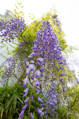 Wisteria Blossoms
Słowa kluczowe: Agriculture Flora Flower Flowers Garden Gardening Gardens Hanging Purple Summer Vine Vines Whitecroft Wisteria