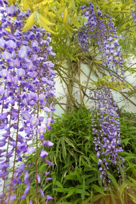 Wisteria Blossoms
Λέξεις-κλειδιά: Agriculture Flora Flower Flowers Garden Gardening Gardens Hanging Purple Summer Vine Vines Whitecroft Wisteria
