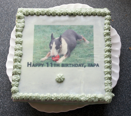 Happy 11th birthday, Tapa
Schlüsselwörter: Animal Animals Birthday Birthday cake Bullies Bully cake Canine Canines Dog Dogs English Bull Terrier Land Mammal Land Mammals Tapa Terrestrial Mammal Terrestrial Mammals Terriers