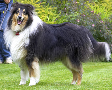 Well, I'm having fun
Ключові слова: Collies Dog Dogs Rough collie Scooby