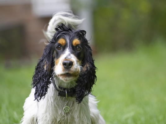 Jus' thinking about what to do next
Trefwoorden: Ziggy Cocker Spaniel Spaniels dog dogs