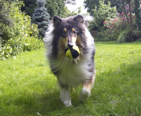 And, I'm off and running
Schlüsselwörter: Collies Dog Dogs Rough collie Scooby