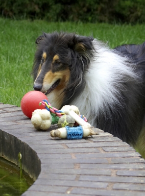 Ooh, which one shall I choose
Klíčová slova: Collies Dog Dogs Rough collie Scooby