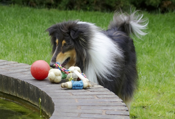 I like the look of this red ball ..........
Anahtar kelimeler: Collies Dog Dogs Rough collie Scooby