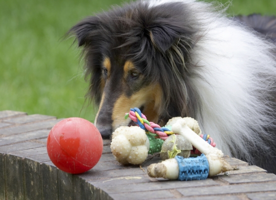 ............. but it's not a decision to be rushed
Keywords: Collies Dog Dogs Rough collie Scooby