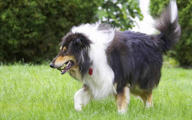 I liked the grotty tennis ball best
Anahtar kelimeler: Collies Dog Dogs Rough collie Scooby