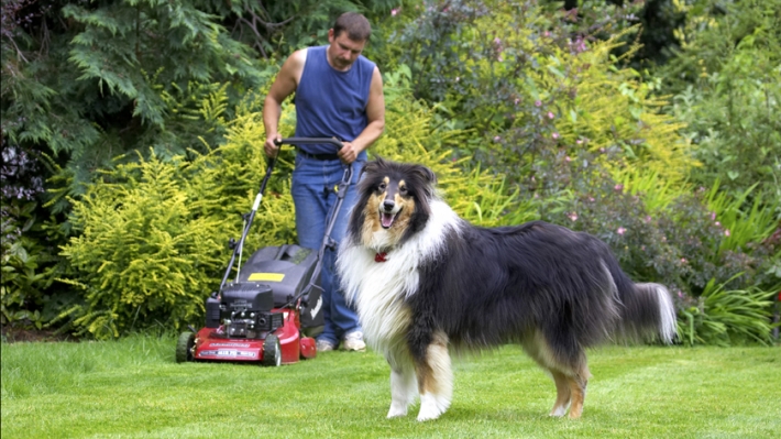 Who is this guy?
Ključne besede: Collies Dog Dogs Grzegorz Rough collie Scooby