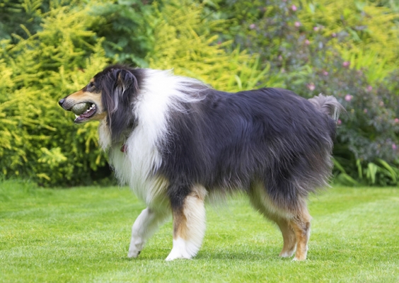 I just love this grotty tennis ball
Trefwoorden: Collies Dog Dogs Rough collie Scooby