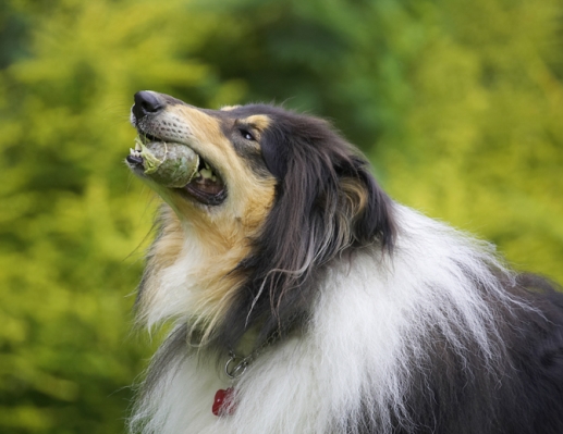Time to give it a good chew
Keywords: Collies Dog Dogs Rough collie Scooby