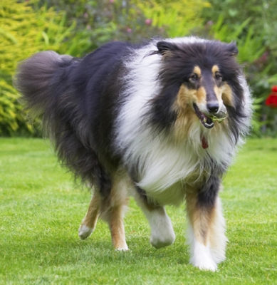I'm not letting go .............
Trefwoorden: Collies Dog Dogs Rough collie Scooby