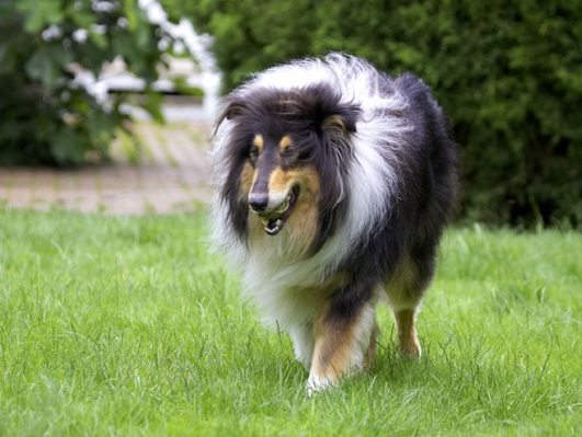 .......... ever ..........
Λέξεις-κλειδιά: Collies Dog Dogs Rough collie Scooby