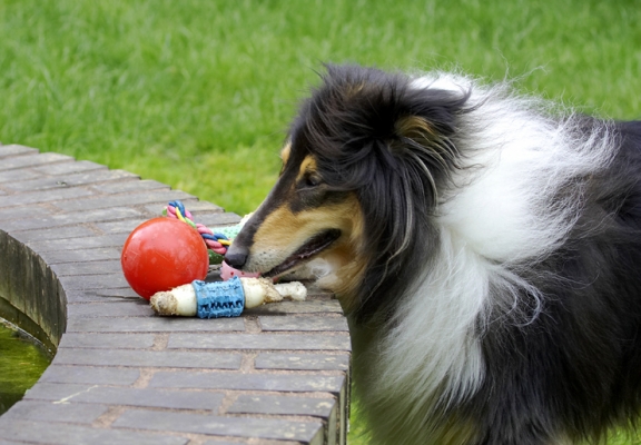 ......... but, there are so many others to choose
Keywords: Collies Dog Dogs Rough collie Scooby