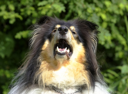 Ha, ha, ha
Anahtar kelimeler: Collies Dog Dogs Rough collie Scooby