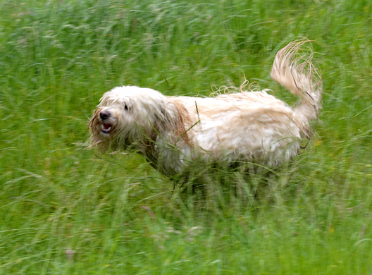 This is the best way to get dry
الكلمات الإستدلالية(لتسهيل البحث): Dog Dogs Play Playing Run Running Rupert Terriers Tibetan Terrier