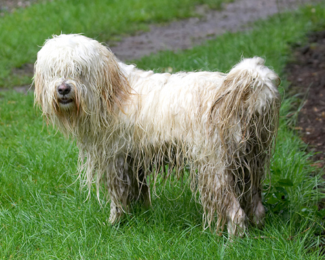 Wanna hear a shaggy dog story...........
Keywords: Dog Dogs Play Playing Run Running Rupert Terriers Tibetan Terrier
