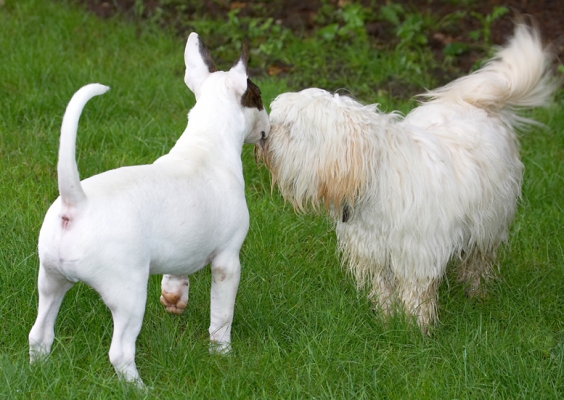 Gissus a kiss
Anahtar kelimeler: Dog Dogs English Bull Terrier Friends Mana Play Playing Run Running Rupert Terriers Tibetan Terrier