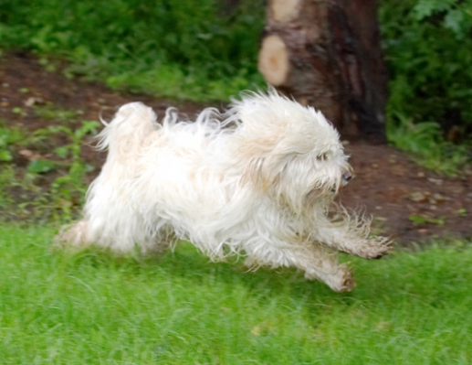 Gotta go
Mots-clés: Dog Dogs Play Playing Run Running Rupert Terriers Tibetan Terrier