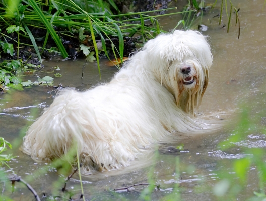 This is for swimming isn't it?!
Ключови думи: Dog Dogs Play Playing Run Running Rupert Swimming Terriers Tibetan Terrier Water