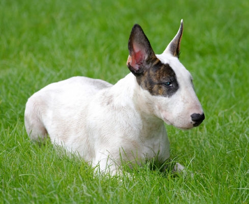 I'm just keeping an eye on things
Palabras clave: Dog Dogs English Bull Terrier Mana Play Playing Run Running Terriers