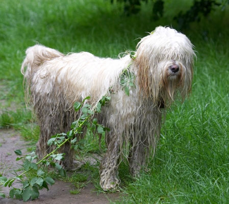 This is wot all the best dressed doggies are wearing
Palabras clave: Dog Dogs Play Playing Run Running Rupert Terriers Tibetan Terrier