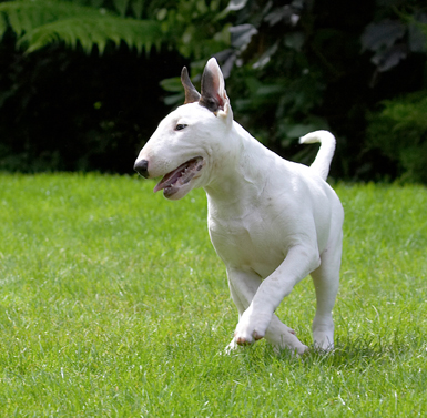 I think I won
Ключові слова: Dog Dogs English Bull Terrier Mana Play Playing Terriers Tongue