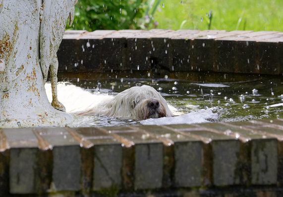 Bet the bull terrier can't do this!!
Schlüsselwörter: Dog Dogs Fountain Play Playing Playtime Rupert Swimming Terriers Tibetan Terrier Water