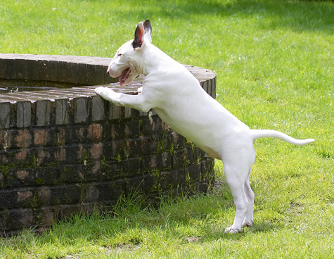 Ha, you wouldn't catch me in there
Palabras clave: Dog Dogs English Bull Terrier Fountain Mana Play Playing Playtime Terriers